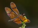 Perithemis undescribed (Dancing Amberwing) male-4.jpg